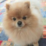 周南市Ｋ様犬のソラちゃん