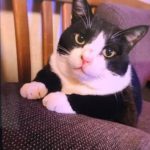 光市K様猫のニャーちゃん