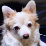 周南市T様犬の　みるくちゃん