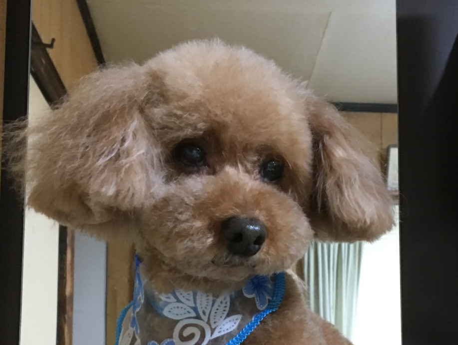 岩国市K様犬のタローへ・・・