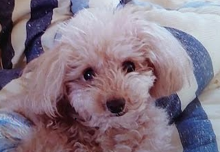 周南市Y様犬のルークちゃん