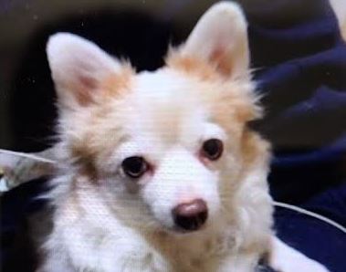 周南市T様犬の　みるくちゃん
