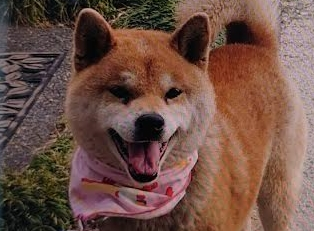 下松市T様犬のマリオちゃん