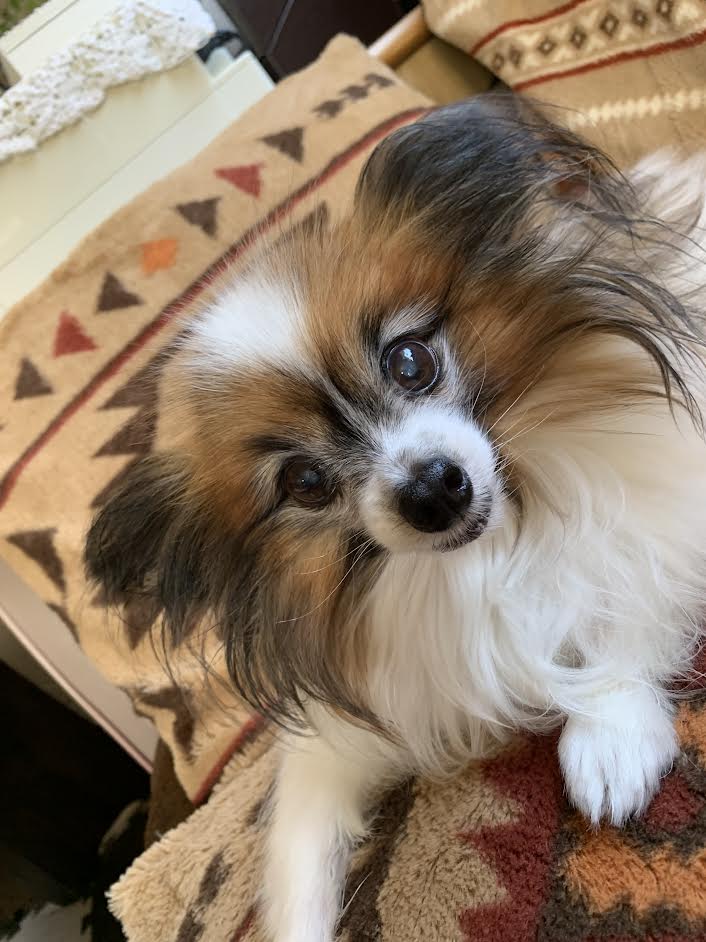 周南市M様犬のレオンちゃん