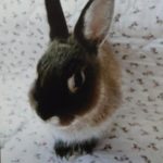 光市F様ウサギのマロンちゃん