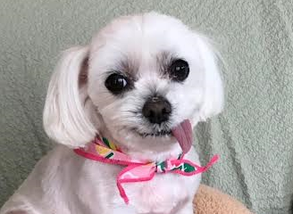 柳井市S様犬のキラちゃん