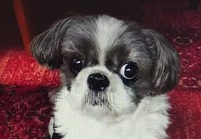 下松市K様犬のスバルちゃん