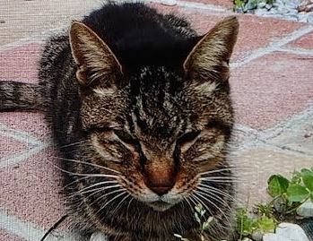 下松市I様猫のポンちゃん
