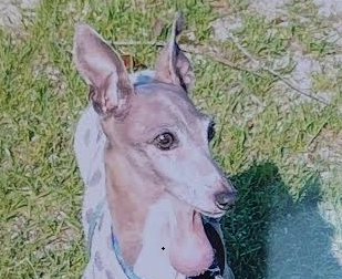 田布施町T様犬のラグちゃん