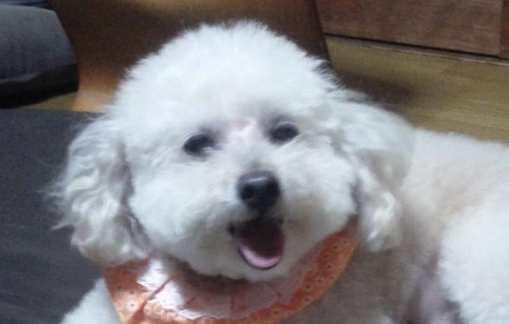 柳井市K様犬のデニーロちゃん