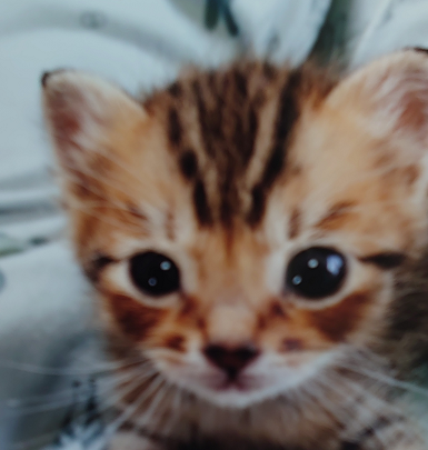 田布施町U様猫の桃ちゃん