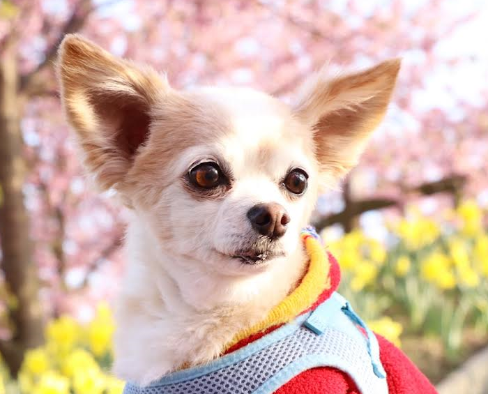 平生町N様犬のミッキーちゃん