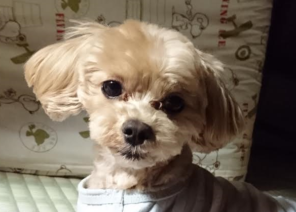 岩国市U様犬の丸ちゃん