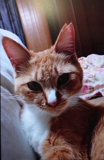 光市H様猫のふくちゃん