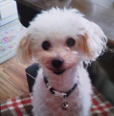 周南市K様犬の空ちゃん