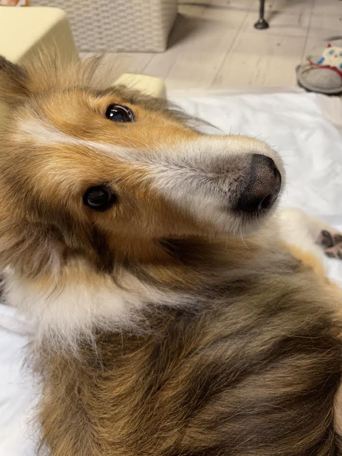 周南市I様犬のりんちゃん