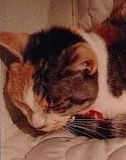 周南市S様猫のミケちゃん