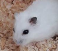 平生町T様ハムスターのマリモちゃん