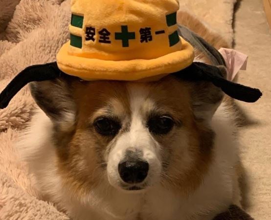 下松市H様犬のばななちゃん