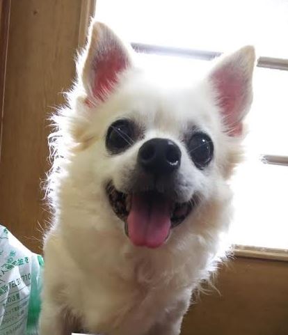 岩国市T様犬の柊ちゃん