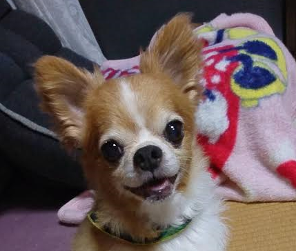 光市K様犬のまめ太ちゃん