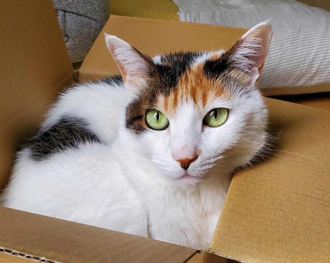 周南市I様猫のはるちゃん