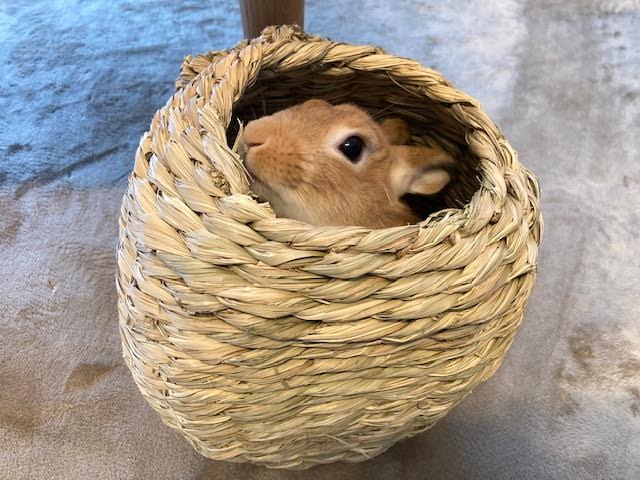 下松市K様チンチラの茶々丸ちゃん