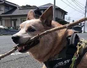 光市M様犬のJackちゃん