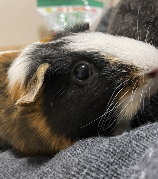 下松市M様　モルモットのモカちゃん