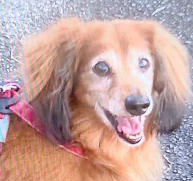 周南市Ｎ様犬のウィンちゃん