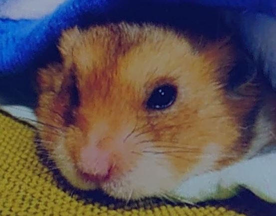 周南市M様ハムスターの　でっちゃん
