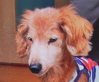 下松市F様犬のチョビちゃん