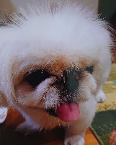 下松市U様犬のナナちゃん