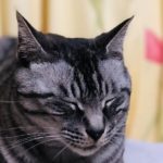 周南市N様猫のふくちゃん