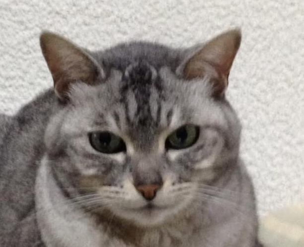 下松市K様猫のめいちゃん