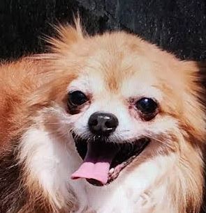 周南市Ｕ様犬のルークくん