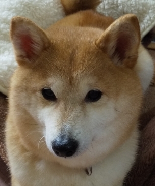 岩国市Ｕ様犬の空ちゃん