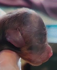 周南市Ｓ様犬のちびくん