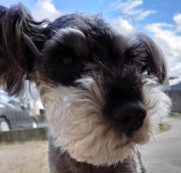 岩国市Ｏ様犬のジジくん