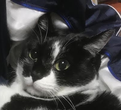 岩国市Ｓ様猫のまぁたんちゃん