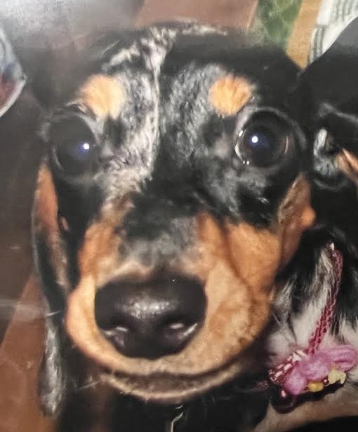 周南市Ｙ様犬のハニーちゃん