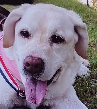 平生町Ｙ様犬のロッキーくん