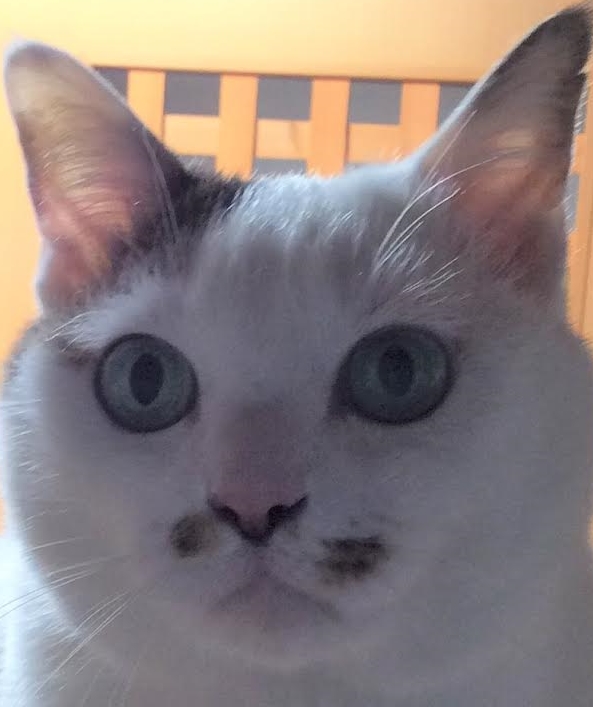 田布施町Ｋ様猫のきじっぽちゃん