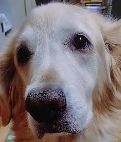 下松市Ａ様犬のルーシーちゃん