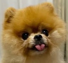 柳井市Ｎ様犬のもこちゃん