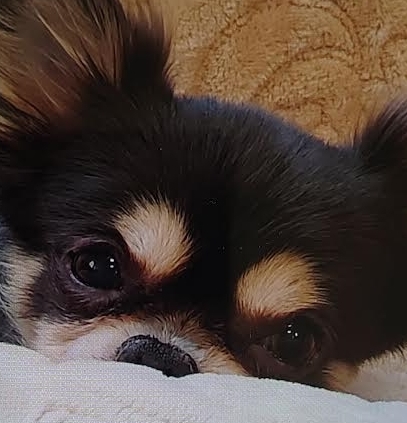 周南市Ｎ様犬のスフレちゃん