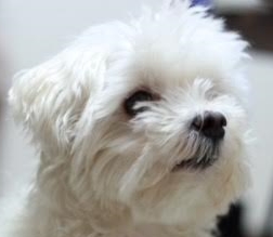 周南市Ｉ様犬のネージュちゃん