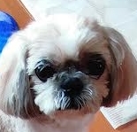 光市Ｉ様犬のチビくん