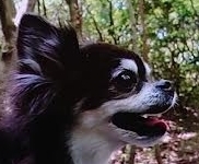 光市Ｋ様犬のラッキーくん