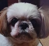 下松市Ｏ様犬のポピーちゃん